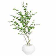 Artificial Maple Tree with Kora Planter