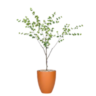 Artificial Maple Tree with Aura Planter