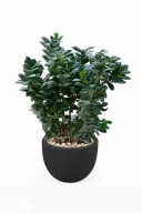 Ficus Microcarba Natural Plant In Curve Pot