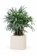 Lady Palm Natural In Cube Pot