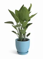 Miniature Strelitzia in Plant Pot