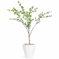 Artificial Maple Tree in Terrazzo Pot