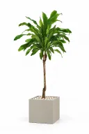 Dracaena Fragrans Natural In Cube Pot