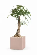 Money Tree Natural In Cube Pot