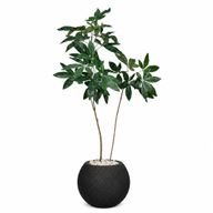 Artificial Money Tree in Bello Planter