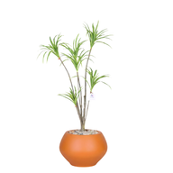 Artificial Dracaena Riki Tree with Kora Pot