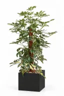 Variegated Schefflera Natura Plant In Cube Pot