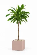 Dracaena Fragrans Natural In Cube Pot