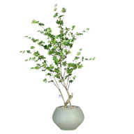Artificial Maple Tree with Kora Planter