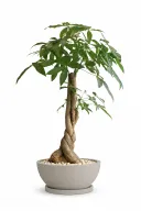 Money Tree Natural Plant In Bowl