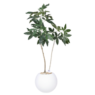 Artificial Money Tree in Bello Planter