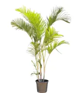Indoor Areca Palm Large