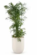 Natural Bamboo In Luna Pot