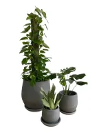 ثلاثية نباتات منخفضة الإضاءة في أواني