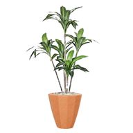 Artificial Dracaena Marginata in Terrazzo Planter