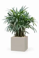 Lady Palm Natural In Cube Pot