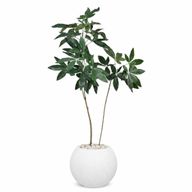 Artificial Money Tree in Bello Planter