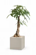 Money Tree Natural In Cube Pot