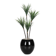 Artificial Dracaena Tree with Paula Pot
