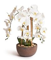 Orchids in Pot