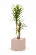 Dracaena Tricolour Natural In Cube Pot