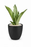 Silver Snake Natural Plant In Aura Pot