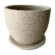 Miniature Strelitzia in Plant Pot