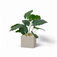 Artificial Queen Lily In Cube Pot