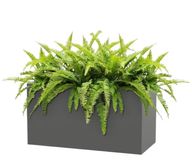 Fern Plant With Rectangular Fiberglass Pot - 1 Meter