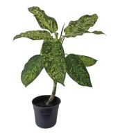 Dieffenbachia Mary Plant