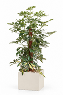 Variegated Schefflera Natura Plant In Cube Pot