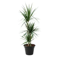 Dracaena Marginata Plant