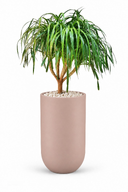 Ponytail Natural Plant In Luna Pot