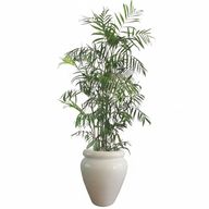 Bamboo with Glazed White Pot