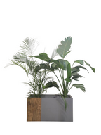 Augusta & Areca with Aurelia Fiberglass Pot