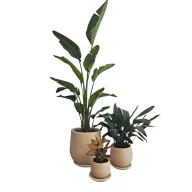 ثلاثية نباتات متوسطة الإضاءة في الأواني