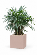 Lush Potted Lady Palm In Cube Pot