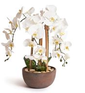 Decorative Orchids in Pot - Small