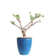 Jade Plant With Pot