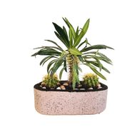 Madagascar Palm & Golden Ball