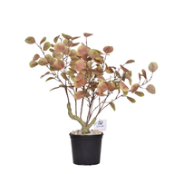 Artificial eucalyptus tree 60 cm