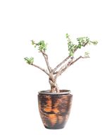 Jade Plant With Brown Pot