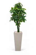 Artificial Money Tree In Obelisk Pot