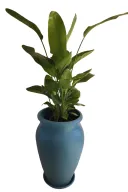 نترسلينزا نيكولاي في قصرية زرقاء