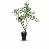 Japanese maple tree