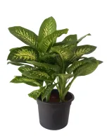 Dieffenbachia Tropic Snow XL
