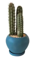 Stenocereus Griseus Cactus in Pot