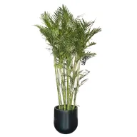 Chamaedorea Palm with Black Pot