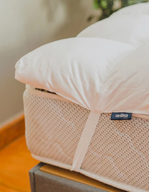 مرتبة تطرية ريش نعام