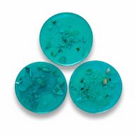 Seashells Coasters - Set of 3